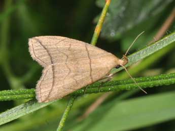 Herminia grisealis D. & S. adulte - ©Philippe Mothiron