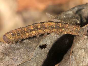  Chenille de Herminia grisealis D. & S. - ©Wolfgang Wagner, www.pyrgus.de