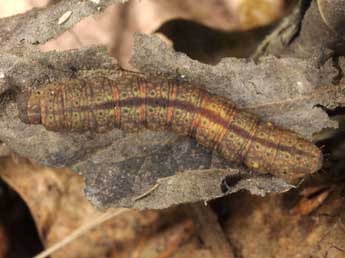  Chenille de Herminia grisealis D. & S. - Wolfgang Wagner, www.pyrgus.de