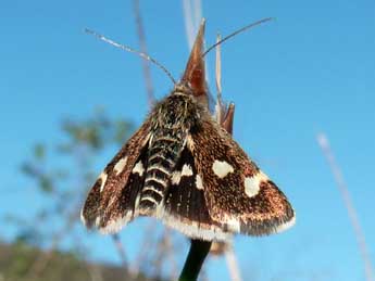 Eurrhypis guttulalis H.-S. adulte - Tristan Lafranchis