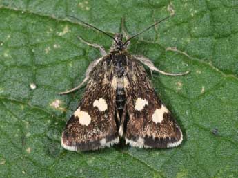 Eurrhypis guttulalis H.-S. adulte - ©Philippe Mothiron