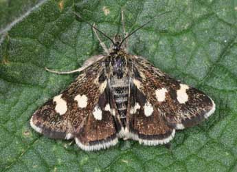 Eurrhypis guttulalis H.-S. adulte - Philippe Mothiron