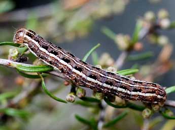  Chenille de Anchoscelis haematidea Dup. - Raymond Villatte