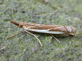 Crambus hamella Thnbg adulte - ©Patrick Clement