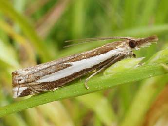 Crambus hamella Thnbg adulte - Friedmar Graf