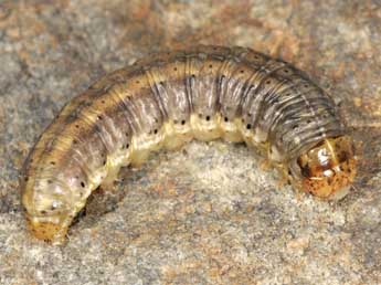  Chenille de Euxoa hastifera Donz. - Wolfgang Wagner, www.pyrgus.de