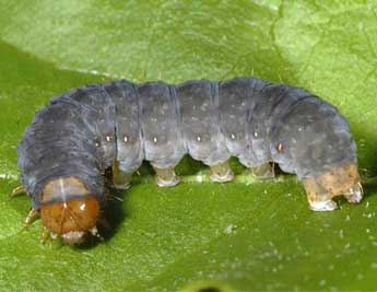  Chenille de Rhyacia helvetina Bsdv. - ©Wolfgang Wagner, www.pyrgus.de