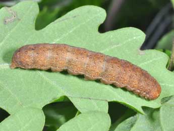  Chenille de Anchoscelis helvola L. - Philippe Mothiron