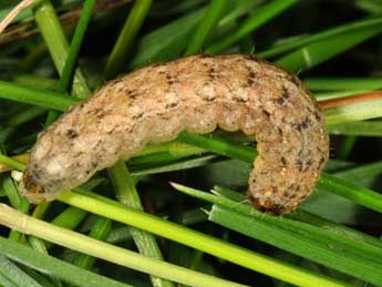  Chenille de Leucochlaena oditis Gey. - ©Wolfgang Wagner, www.pyrgus.de