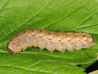  Chenille de Leucochlaena oditis Gey. - ©Wolfgang Wagner, www.pyrgus.de