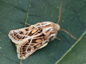 Ulochlaena hirta Hb. adulte - Daniel Morel