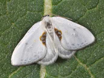 Cilix hispanica Perez de G adulte - Philippe Mothiron