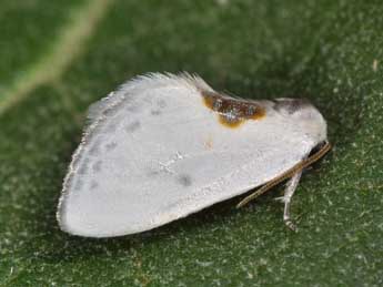 Cilix hispanica Perez de G adulte - Philippe Mothiron