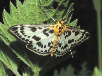 Anania hortulata L. adulte - Jean-Pierre Lamoline