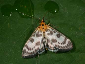 Anania hortulata L. adulte - Philippe Mothiron