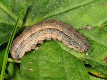  Chenille de Proxenus hospes Frr - Wolfgang Wagner, www.pyrgus.de