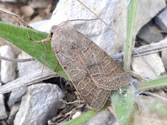 Anchoscelis humilis D. & S. adulte - Claude Colomb