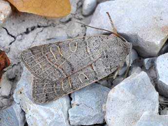 Anchoscelis humilis D. & S. adulte - Claude Colomb