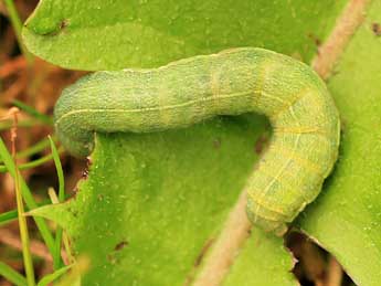  Chenille de Perigrapha i-cinctum D. & S. - ©Frdric Bivert