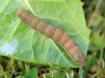  Chenille de Perigrapha i-cinctum D. & S. - ©Frdric Bivert