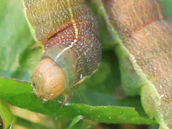  Chenille de Perigrapha i-cinctum D. & S. - Frdric Bivert