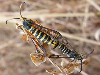 Bembecia ichneumoniformis D. & S. adulte - Timothy Cowles