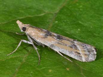 Ancylosis imitella Hamps. adulte - Philippe Mothiron