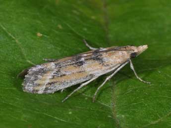 Ancylosis imitella Hamps. adulte - Philippe Mothiron