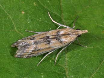 Ancylosis imitella Hamps. adulte - Philippe Mothiron