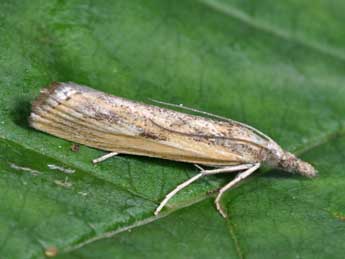 Agriphila inquinatella D. & S. adulte - Philippe Mothiron