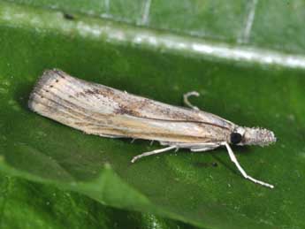 Agriphila inquinatella D. & S. adulte - ©Philippe Mothiron