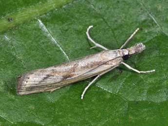 Agriphila inquinatella D. & S. adulte - ©Philippe Mothiron