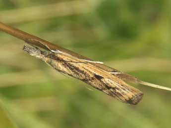 Agriphila inquinatella D. & S. adulte - Jean-Pierre Lamoline