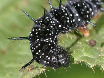  Chenille de Aglais io L. - Philippe Mothiron