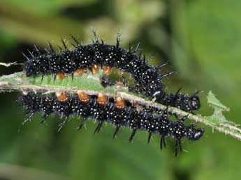  Chenille de Aglais io L. - ©Philippe Mothiron