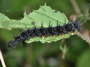  Chenille de Aglais io L. - ©Philippe Mothiron