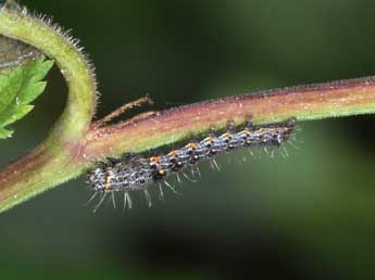  Chenille de Valeria jaspidea Vill. - ©Philippe Mothiron