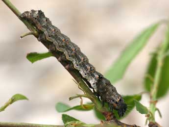  Chenille de Valeria jaspidea Vill. - ©Emmanuel Ruiz