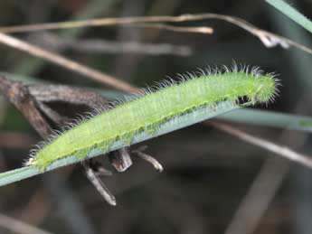  Chenille de Maniola jurtina L. - ©Philippe Mothiron