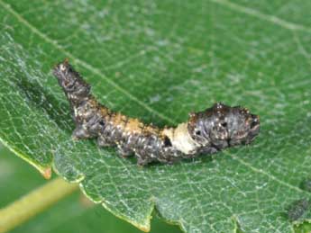  Chenille de Falcaria lacertinaria L. - ©Philippe Mothiron