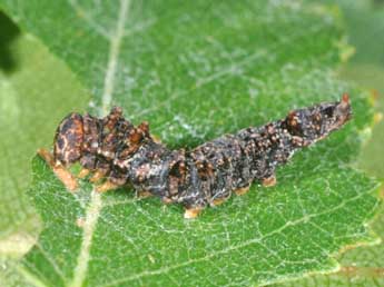  Chenille de Falcaria lacertinaria L. - ©Philippe Mothiron