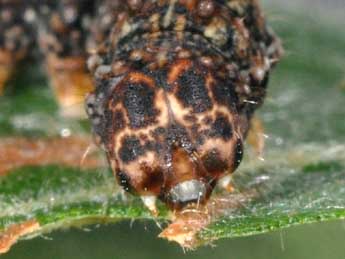  Chenille de Falcaria lacertinaria L. - ©Philippe Mothiron