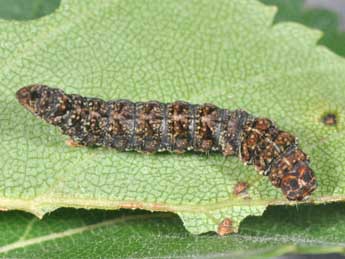  Chenille de Falcaria lacertinaria L. - ©Philippe Mothiron