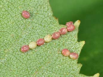  Oeuf de Falcaria lacertinaria L. - ©Philippe Mothiron