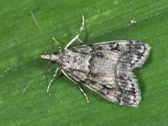 Eudonia lacustrata Panz. adulte - Philippe Mothiron