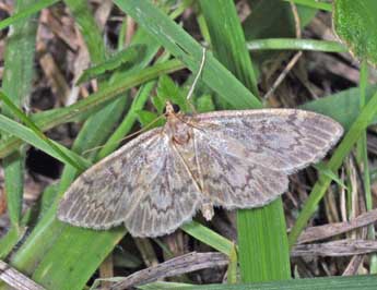 Anania lancealis D. & S. adulte - Philippe Mothiron