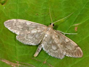 Anania lancealis D. & S. adulte - ©Philippe Mothiron