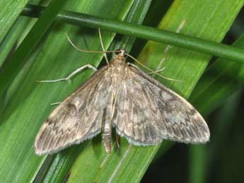 Anania lancealis D. & S. adulte - ©Philippe Mothiron