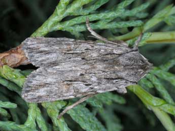 Lithophane lapidea Hb. adulte - Wolfgang Wagner, www.pyrgus.de