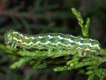  Chenille de Lithophane lapidea Hb. - Wolfgang Wagner, www.pyrgus.de